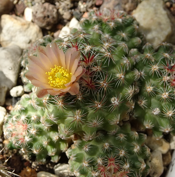 DSC00629Pediocactus simpsonii v. minor SB199