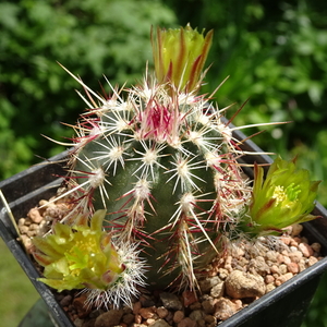 DSC00630Echinocereus chloranthus longispinus Dona Ana