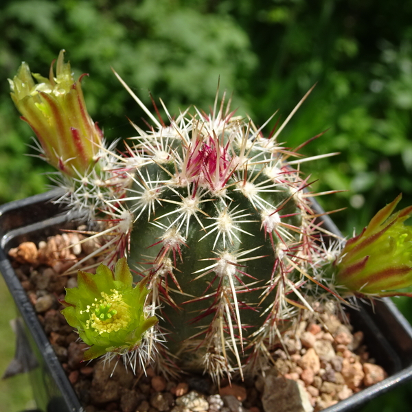 DSC00631Echinocereus chloranthus longispinus Dona Ana