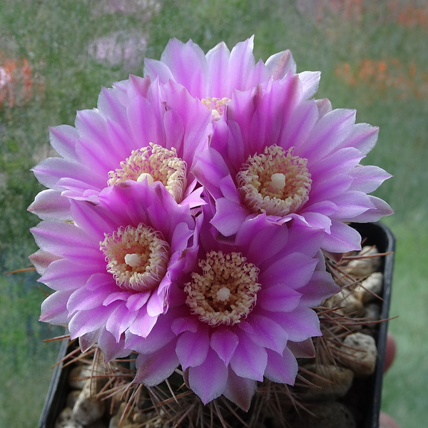 DSC00632Gymnocalycium neuhuberi STO 541