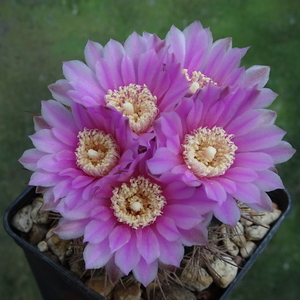 DSC00633Gymnocalycium neuhuberi STO 541