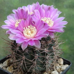 DSC00634Gymnocalycium neuhuberi STO 541