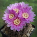 DSC00635Gymnocalycium neuhuberi STO 541