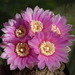 DSC00636Gymnocalycium neuhuberi STO 541