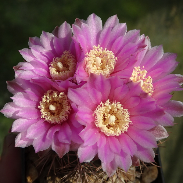 DSC00637Gymnocalycium neuhuberi STO 541