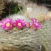 DSC00639Mammillaria laui Lau1171