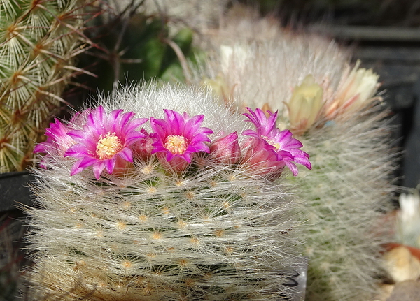 DSC00639Mammillaria laui Lau1171