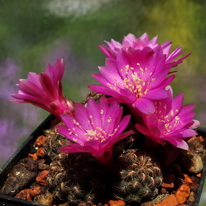 DSC00674Sulcorebutia krugerii KP 49