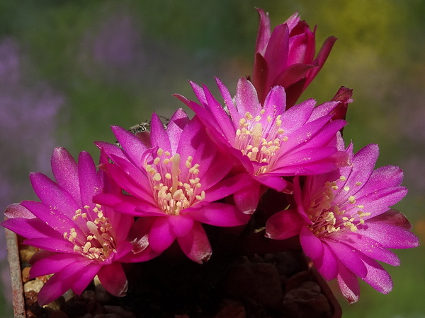 DSC00676Sulcorebutia krugerii KP 49