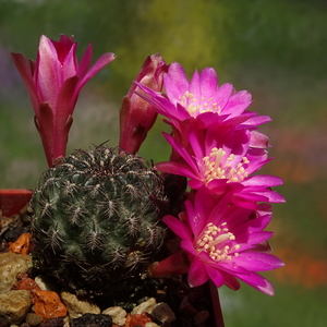 DSC00677Sulcorebutia christiei CH 868