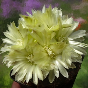 DSC00769Gymnocalycium leeanum