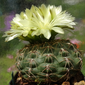 DSC00770Gymnocalycium leeanum