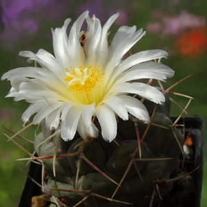 DSC00783Thelocactus hexaedrophorus v. maior