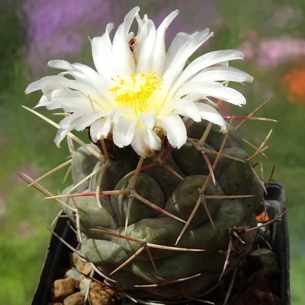 DSC00784Thelocactus hexaedrophorus v. maior