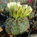 DSC00805Gymnocalycium leeanum