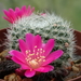 DSC00884Rebutia violaciflora