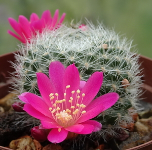 DSC00884Rebutia violaciflora