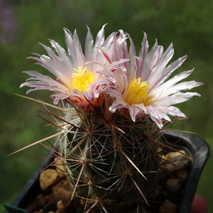 DSC00933Thelocactus lausseri