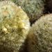 DSC00946Mammillaria carmenae