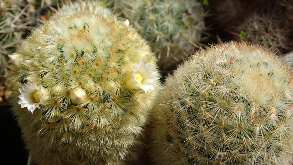 DSC00946Mammillaria carmenae