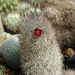 DSC00947Mammillaria pottsii