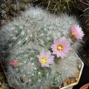 DSC00948Mammillaria glassii v. nominis-dulcis