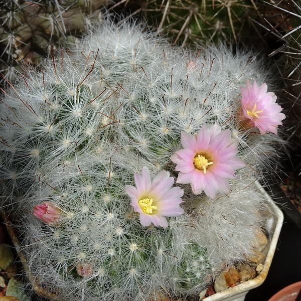 DSC00948Mammillaria glassii v. nominis-dulcis