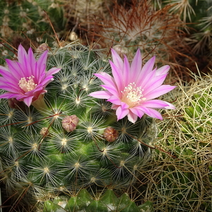 DSC00949Mammillaria longiflora