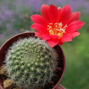 DSC00954Rebutia winteriana