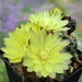 DSC00971Gymnocalycium andreae