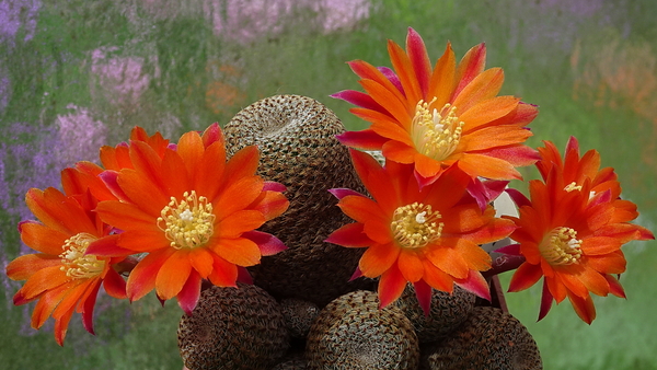 DSC00989Rebutia heliosa