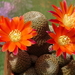 DSC00991Rebutia heliosa