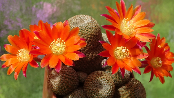 DSC00991Rebutia heliosa