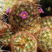 DSC00994Mammillaria carmenae