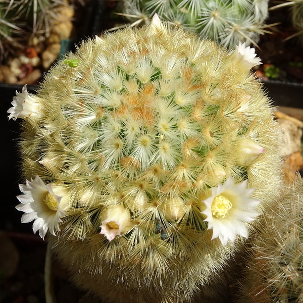 DSC00996Mammillaria carmenae