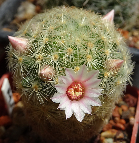 DSC00998Mammillaria giselae