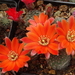 DSC01002Rebutia krainziana