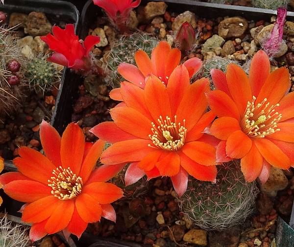 DSC01002Rebutia krainziana