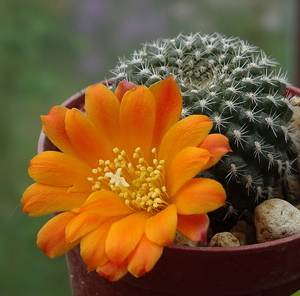 DSC01019Rebutia krainziana v. orange