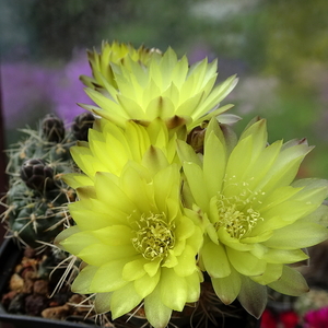 DSC01025Gymnocalycium andreae grandiflorum