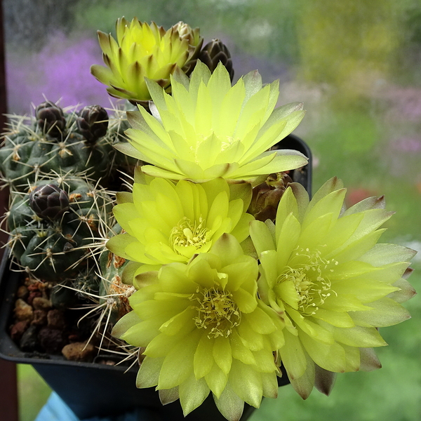 DSC01026Gymnocalycium andreae grandiflorum