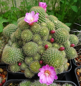 DSC01027Rebutia perplexa