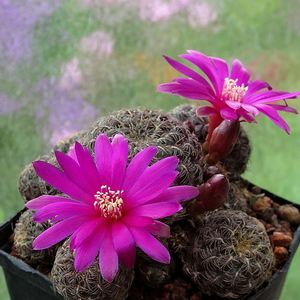 DSC01030Sulcorebutia canigueralii Odenhal