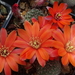 DSC01100Rebutia krainziana