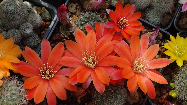 DSC01100Rebutia krainziana