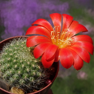 DSC01124Rebutia winteriana