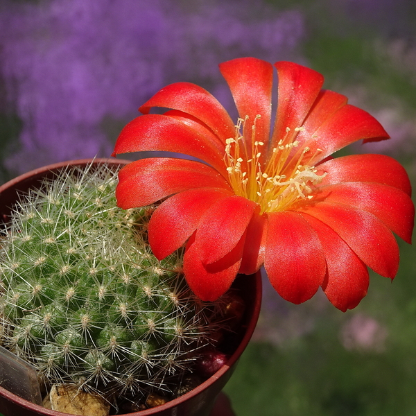 DSC01124Rebutia winteriana