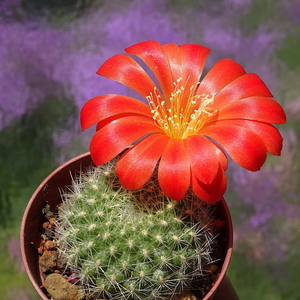 DSC01126Rebutia winteriana