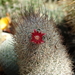 DSC01157Mammillaria pottsii