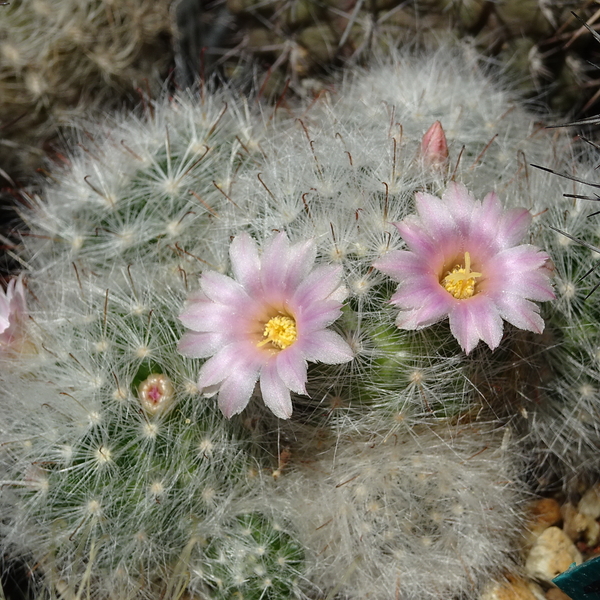 DSC01159Mammillaria glassii v. nominis-dulcis